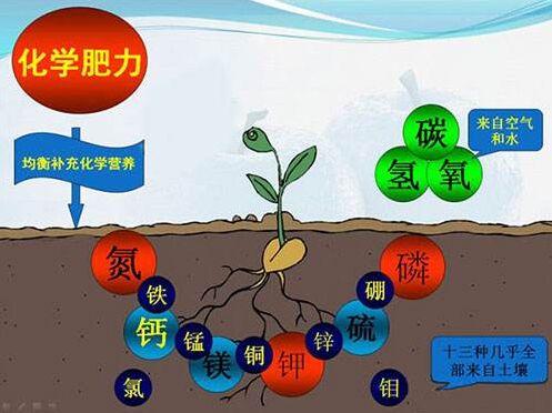 醫用麻豆操逼网站對作物缺素病的識別